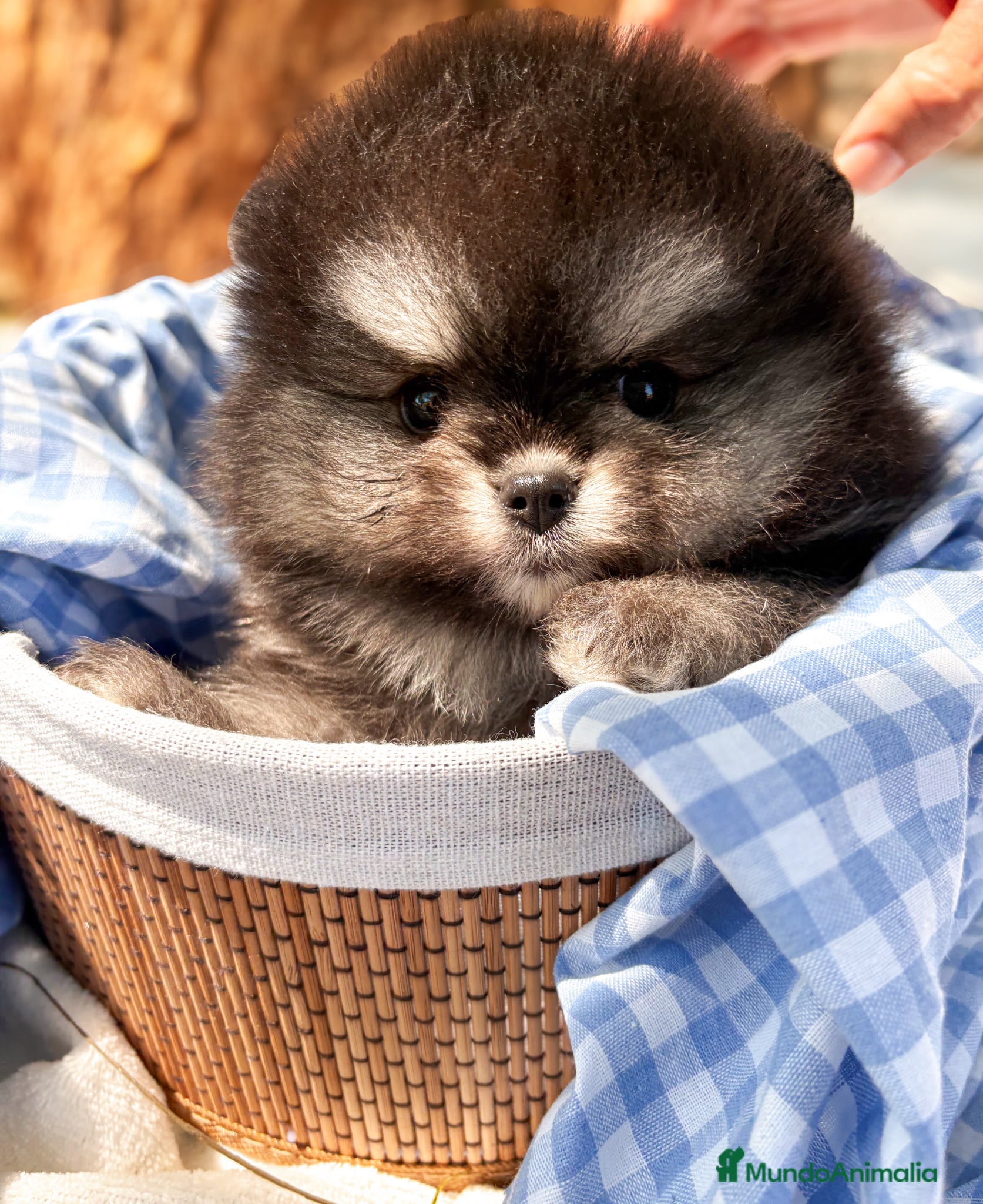 Pomerania perros Lulú de Pomerania - Anuncio 2