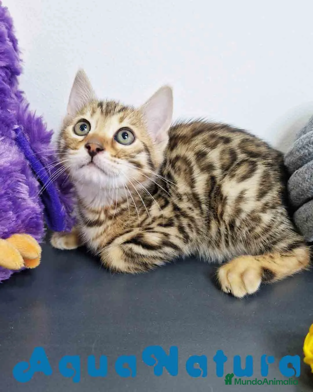 Bengalí gatos en venta: Bengali Hembra 1824 AQUANATURA en Barcelona - Anuncio 4