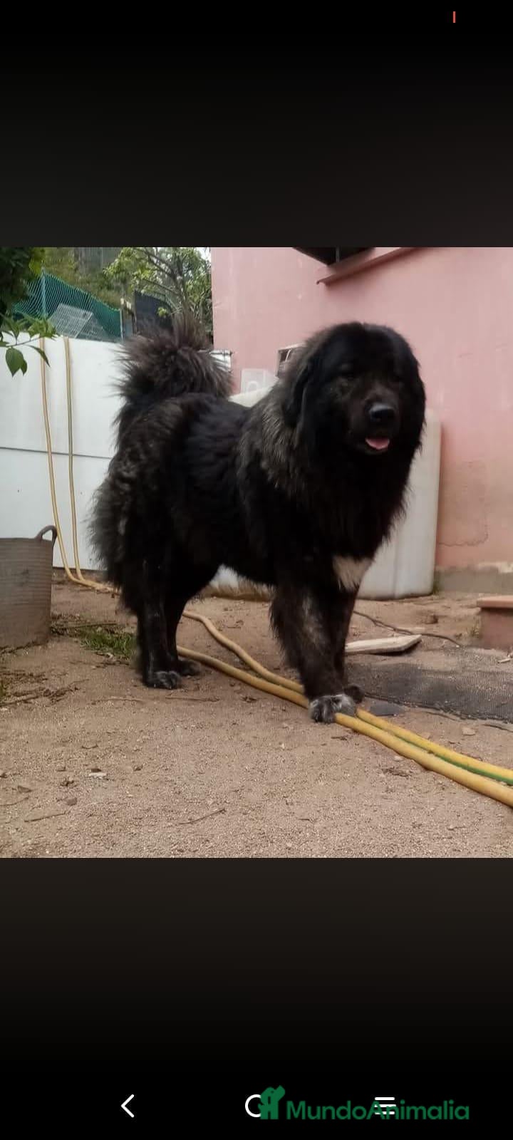 Pastor del Cáucaso perros Pastor del Cáucaso - Anuncio 1