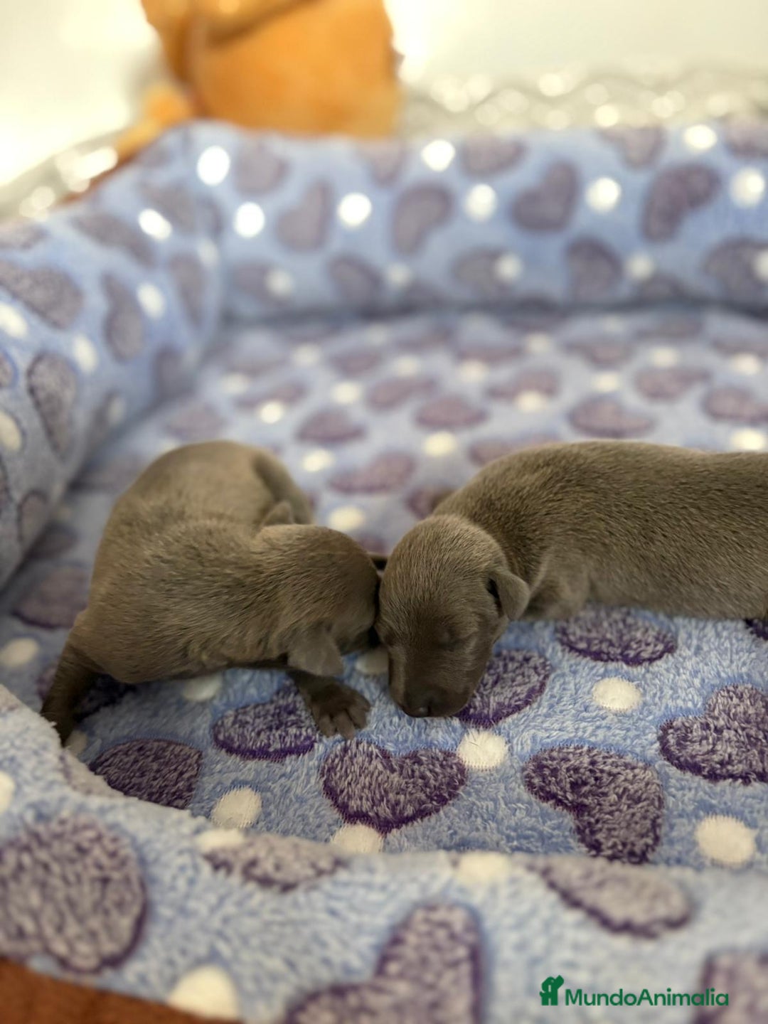 Whippet perros en venta: Whippet blue nueva camada - Imagen 4