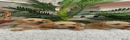 Labrador Retriever perros en venta: LABRADOR RETIREVER - Anuncio 10