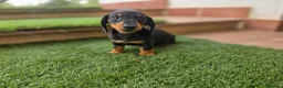 Teckel perros en venta: TECKEL MINIATURA ARLEQUIN - Anuncio 2