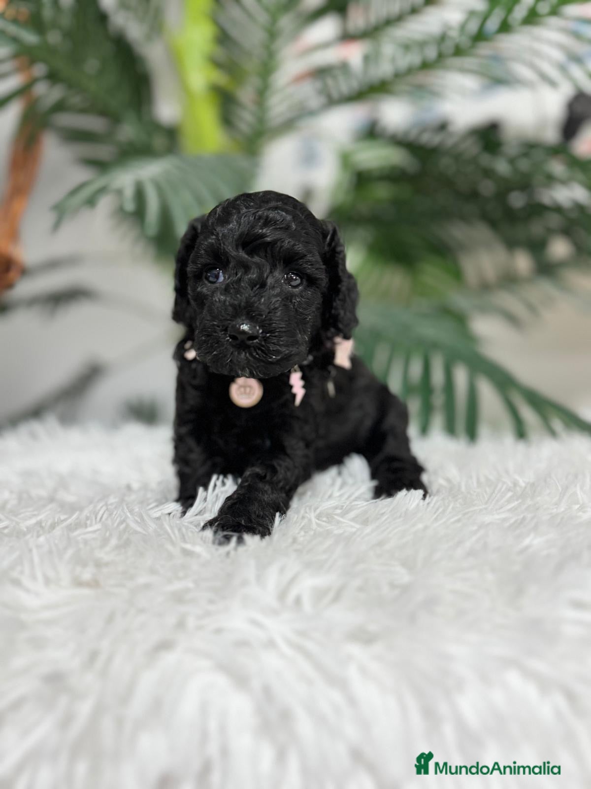 Caniche Enano perros CANICHE ENANO - Anuncio 1