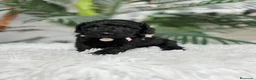 Caniche Enano perros en venta: CANICHE ENANO - Anuncio 1