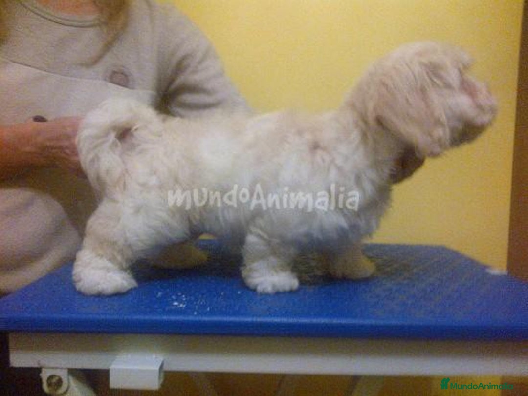 Imagen de galería {{count}}