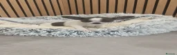 Chihuahua perros en venta: Chihuahua Toy Machitos  - Anuncio 20