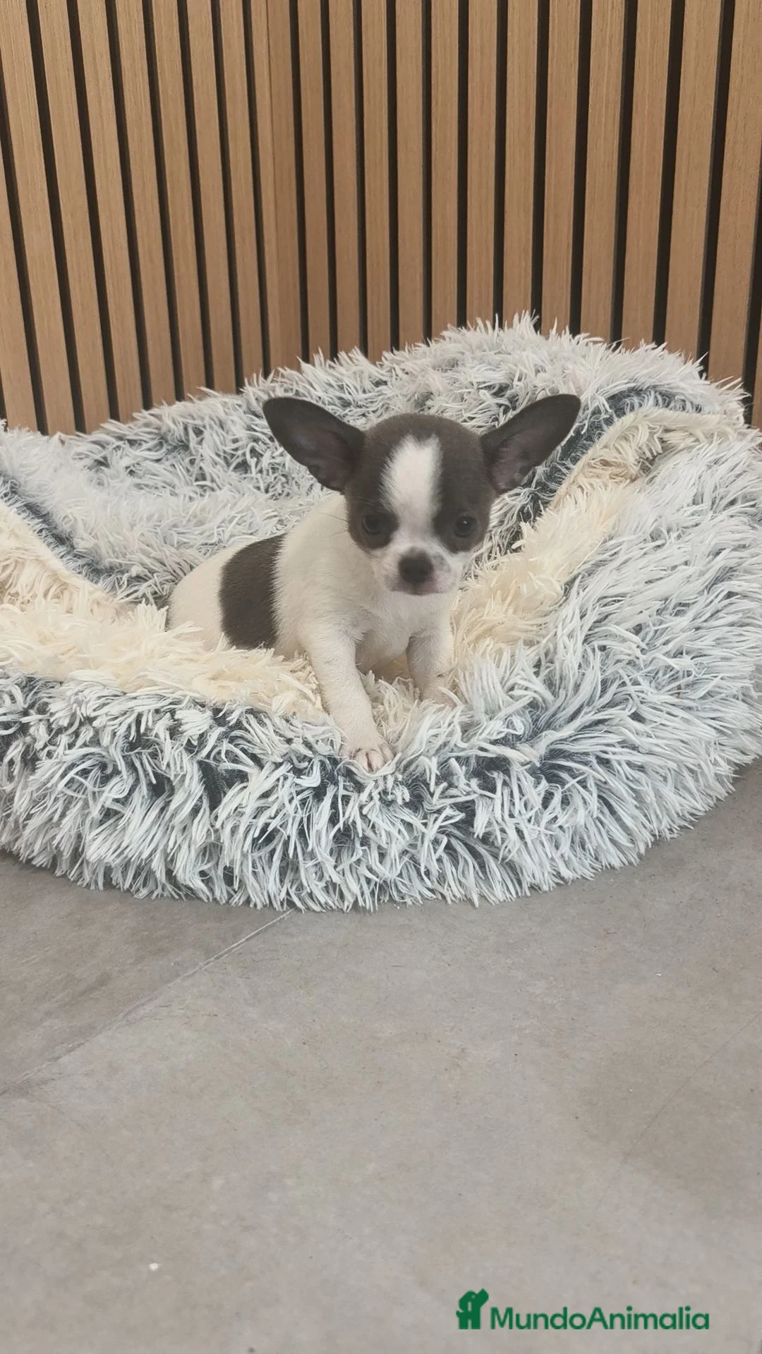 Chihuahua perros en venta: Chihuahua Toy Machitos  - Anuncio 20