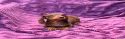 Teckel Miniatura perros en venta: Teckels Miniatura de calidad  - Anuncio 4