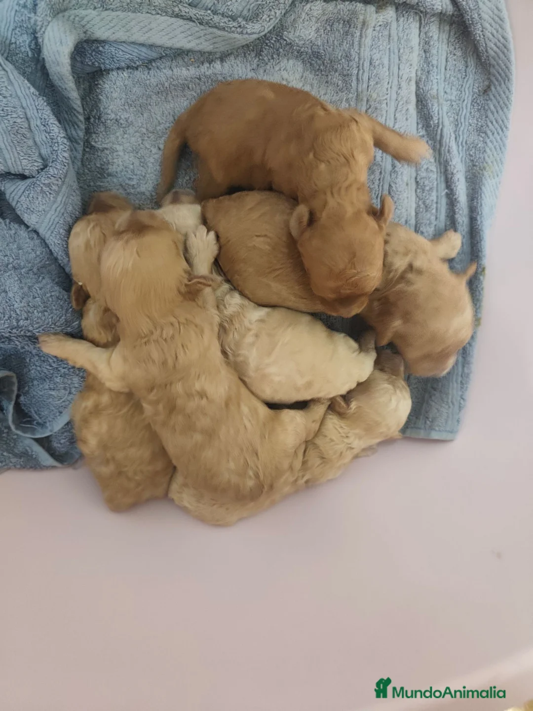 Caniche Toy perros en venta: Nueva camada Prao Toro  - Anuncio 2
