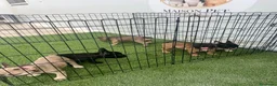 Bulldog Francés perros en venta: CAMADA DE BULLDOG FRANCÉS BIG ROPE  - Anuncio 2