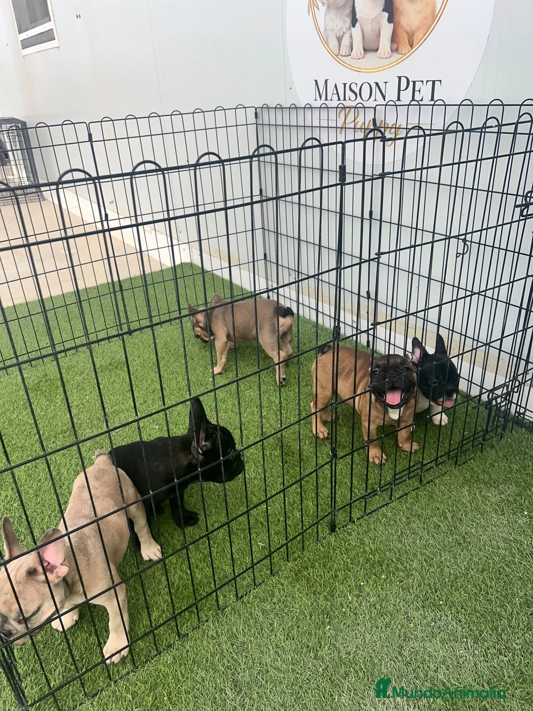 Bulldog Francés perros en venta: CAMADA DE BULLDOG FRANCÉS BIG ROPE  - Anuncio 2