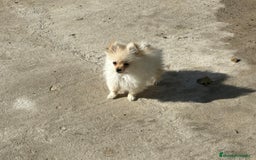 Pomerania perros en venta: lulu pomerania micro toy 5 meses y pesa 700 gramos - Imagen 3