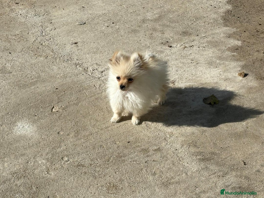 Pomerania perros en venta: lulu pomerania micro toy 5 meses y pesa 700 gramos - Imagen 3