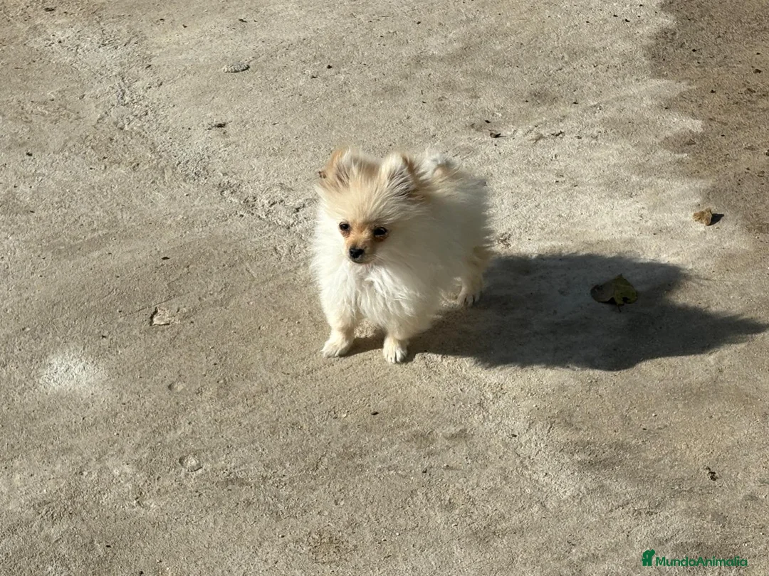 Pomerania perros en venta: lulu pomerania micro toy 5 meses y pesa 700 gramos - Anuncio 3