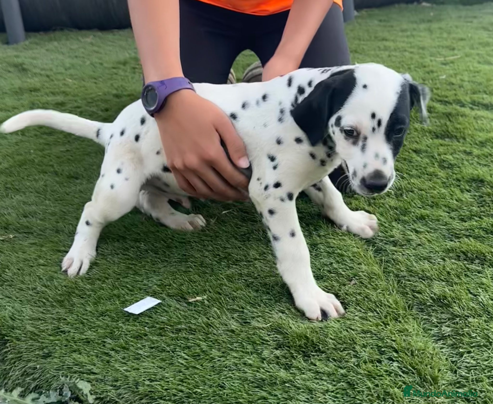 Dálmata perros Disponible macho de dálmata - Anuncio 1