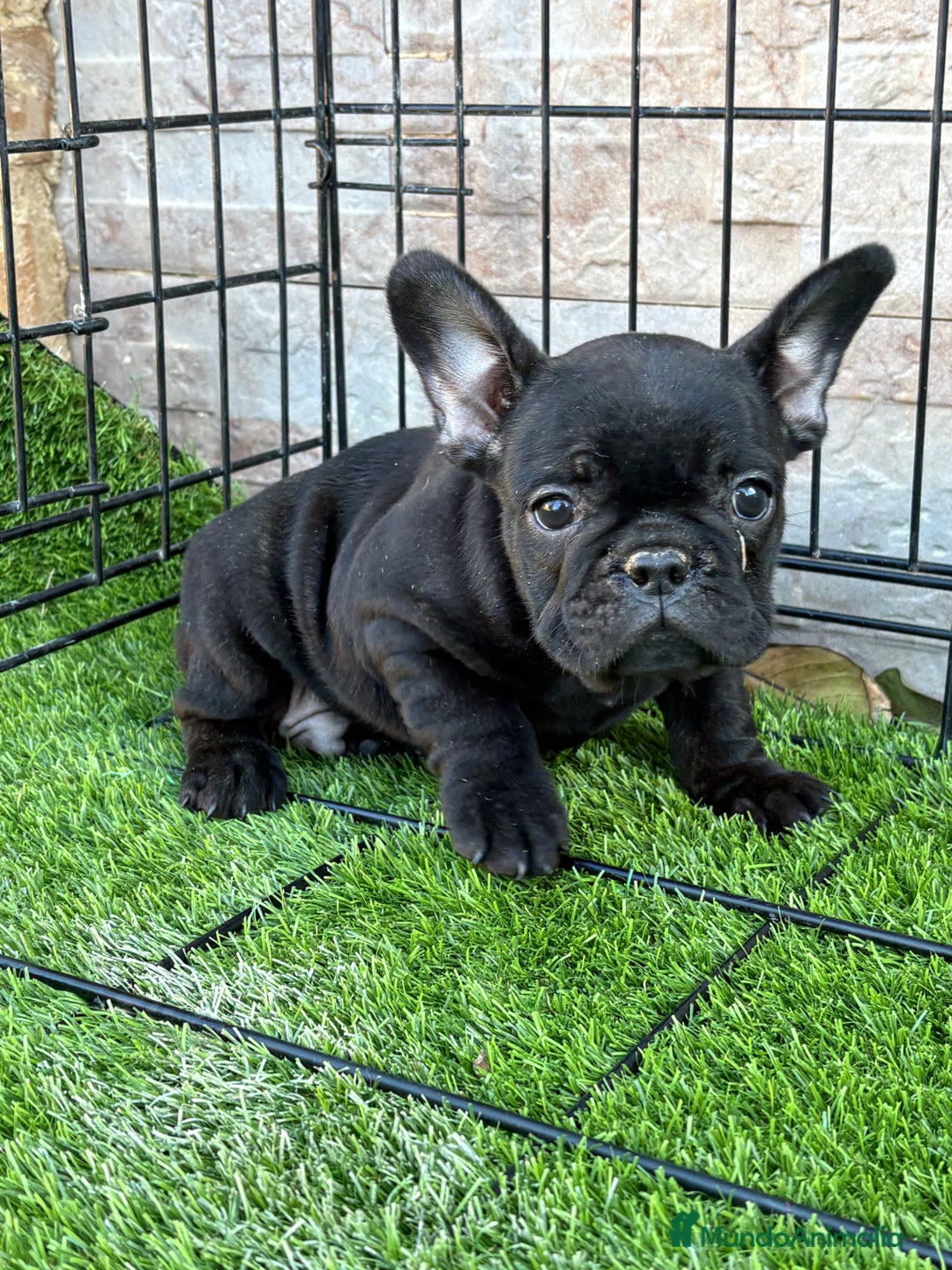 Bulldog Francés perros en venta: Bulldog francés . - Anuncio 2