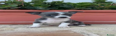 Chihuahua 1