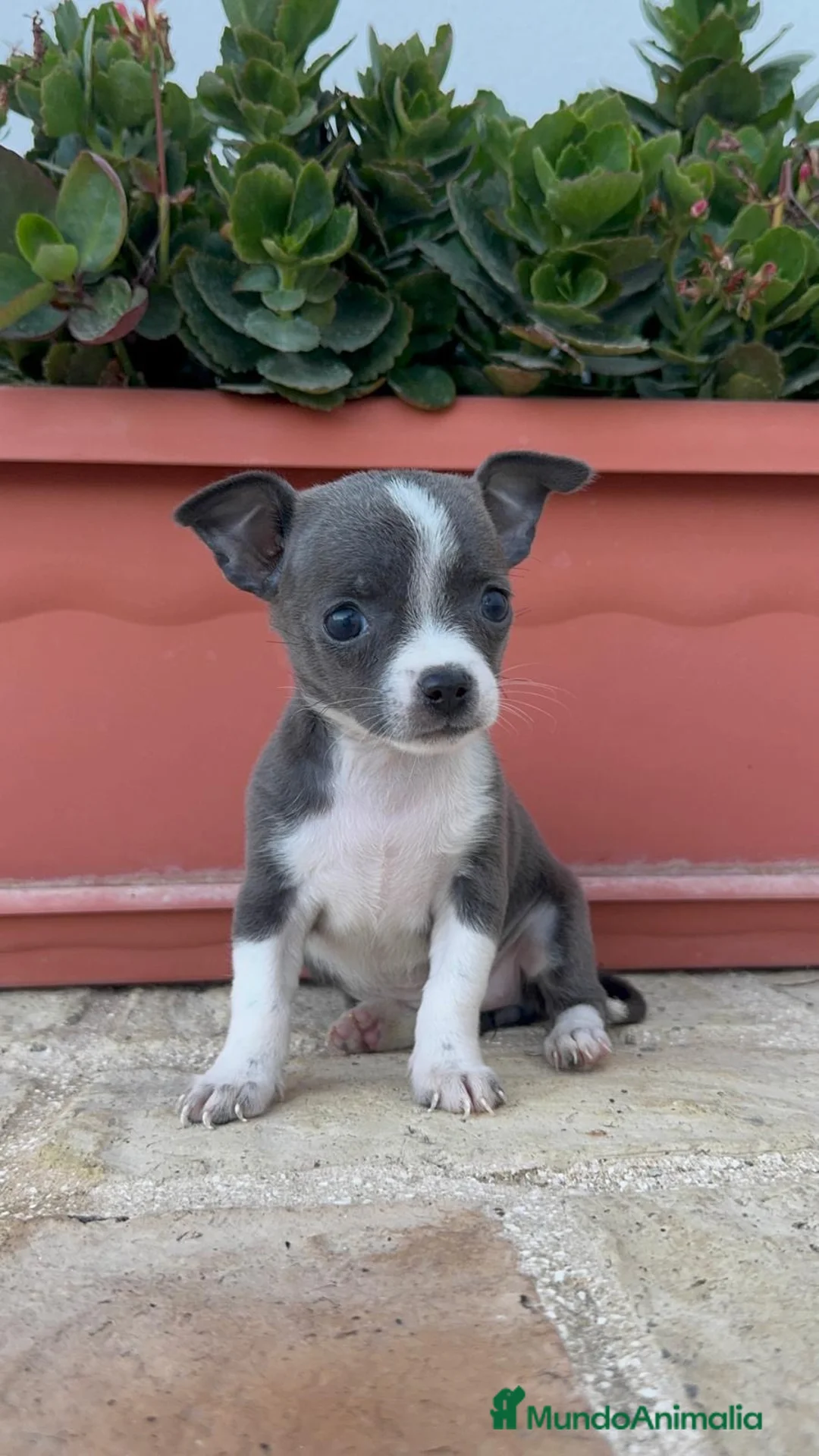 Chihuahua perros en venta: CHIHUAHUA HEMBRA – PEQUEÑITA Y PRECIOSA - Anuncio 12