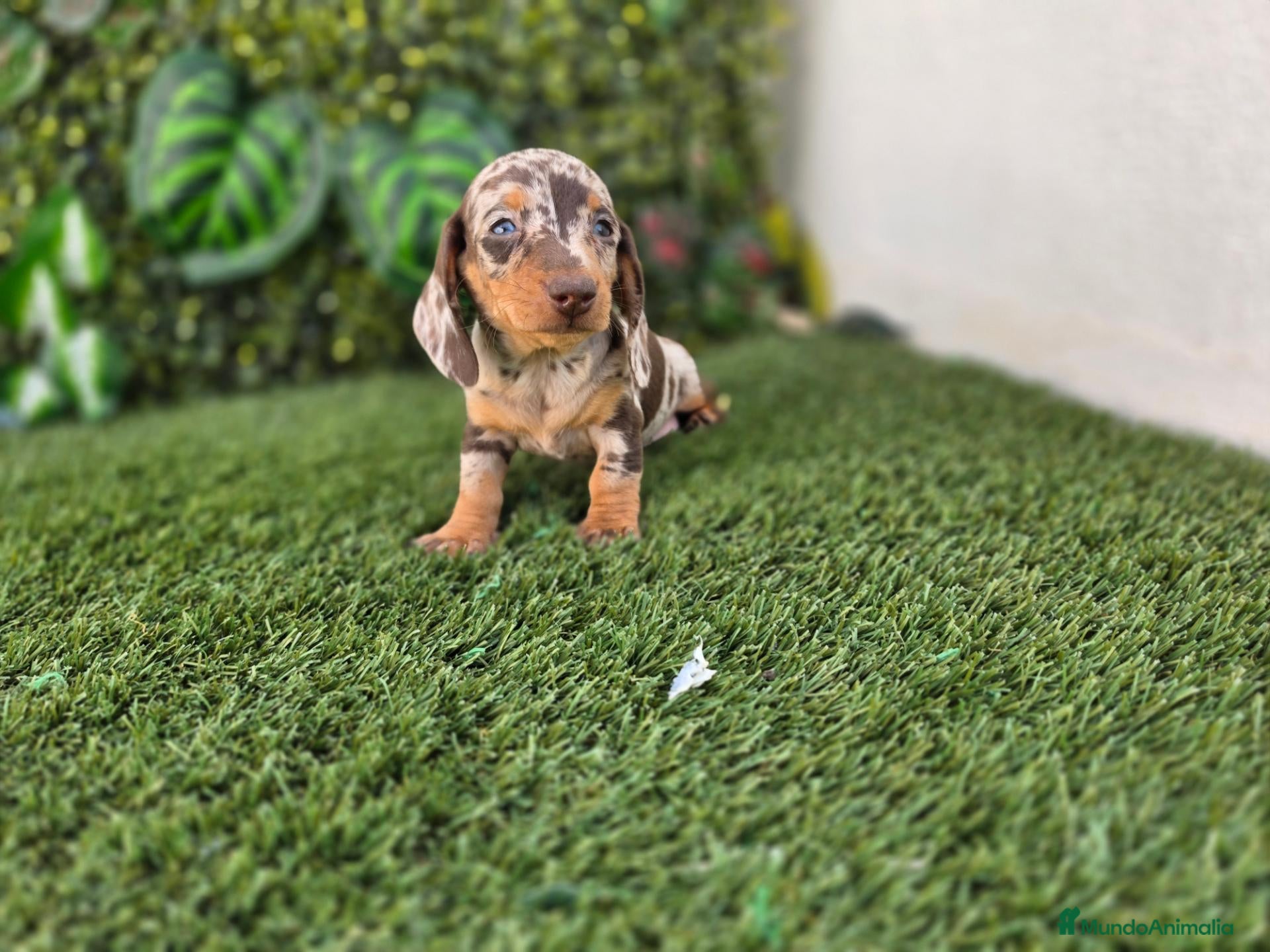 Teckel perros TECKEL MINIATURA & KANNINCHEN ARLEQUIN - Anuncio 1