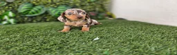 Teckel perros en venta: TECKEL MINIATURA & KANNINCHEN ARLEQUIN - Anuncio 1