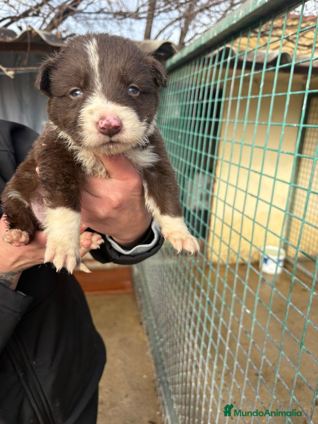 Border Collie perros en venta: Cachorro hembra Border Collie Chocolate  - Anuncio 11