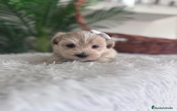 Maltipoo perros en venta: MALTIPOO MACHO - Imagen 10