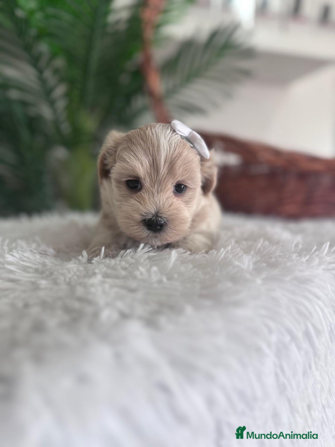 Maltipoo perros en venta: MALTIPOO MACHO - Imagen 10