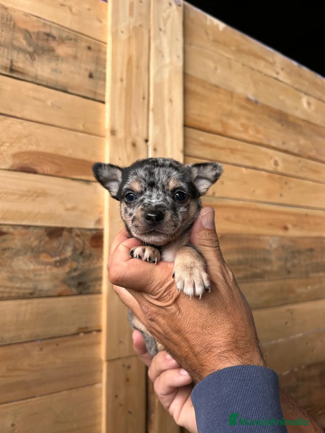 Chihuahua perros en venta: CHIHUAHUAS MINIATURAS  - Anuncio 1