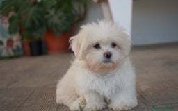 Maltipoo perros en venta: 🐾 Snow – Maltipoo macho blanco marfil 🐾 - Imagen 7