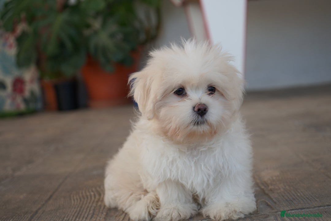 Maltipoo perros en venta: 🐾 Snow – Maltipoo macho blanco marfil 🐾 - Imagen 7