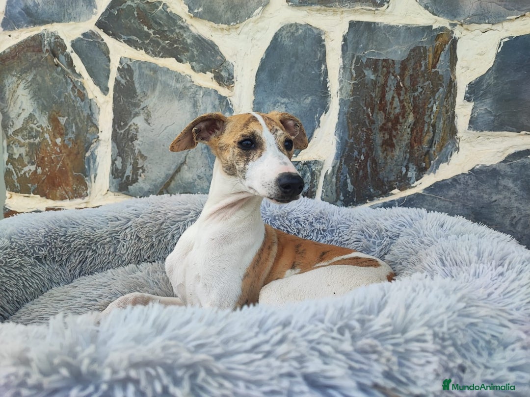 Whippet perros en venta: Whippet hembra - Anuncio 1