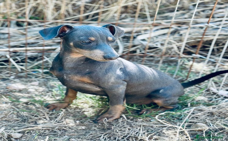 Pinscher Alemán perros - Propaganda 1