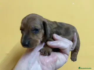 Teckel perros Teckel kaninchen-miniatura en Ciudad Real - Anuncio 19