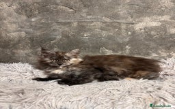 Maine Coon gatos en venta: Maine Coon Black Humo - Imagen 8