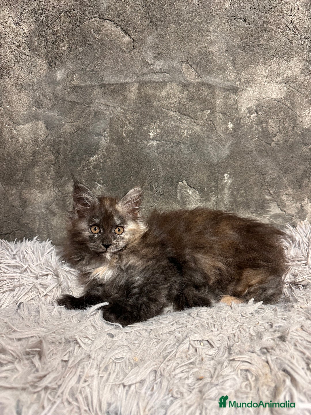 Maine Coon gatos en venta: Maine Coon Black Humo - Imagen 8