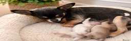 Chihuahua perros en venta:  EXCLUSIVO CACHORRO CHIHUAHUA BLUE TRICOLOR ✨🐶 - Anuncio 1