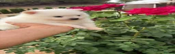 Pomerania perros en venta: Pomerania macho blanco  - Anuncio 4