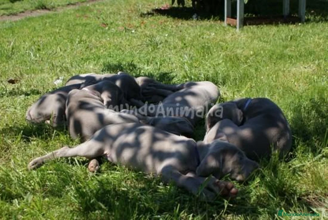 Imagen de galería {{count}}