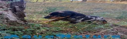 Teckel Miniatura perros en venta: Teckel Hembra de Tiana y Tilo 4486 AQUANATURA - Anuncio 3