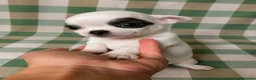 Chihuahua perros en venta: Cachorro de chihuahua - Anuncio 3