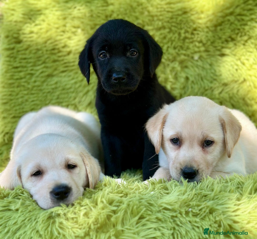 Labrador Retriever perros en venta: CAMADA DE LABRADOR RETRIEVER - Imagen 13