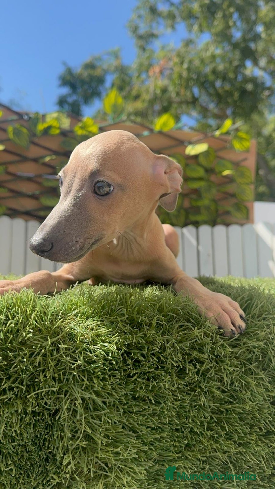 Pequeño Lebrel Italiano perros en venta: PICCOLO ISABELA macho - Imagen 3