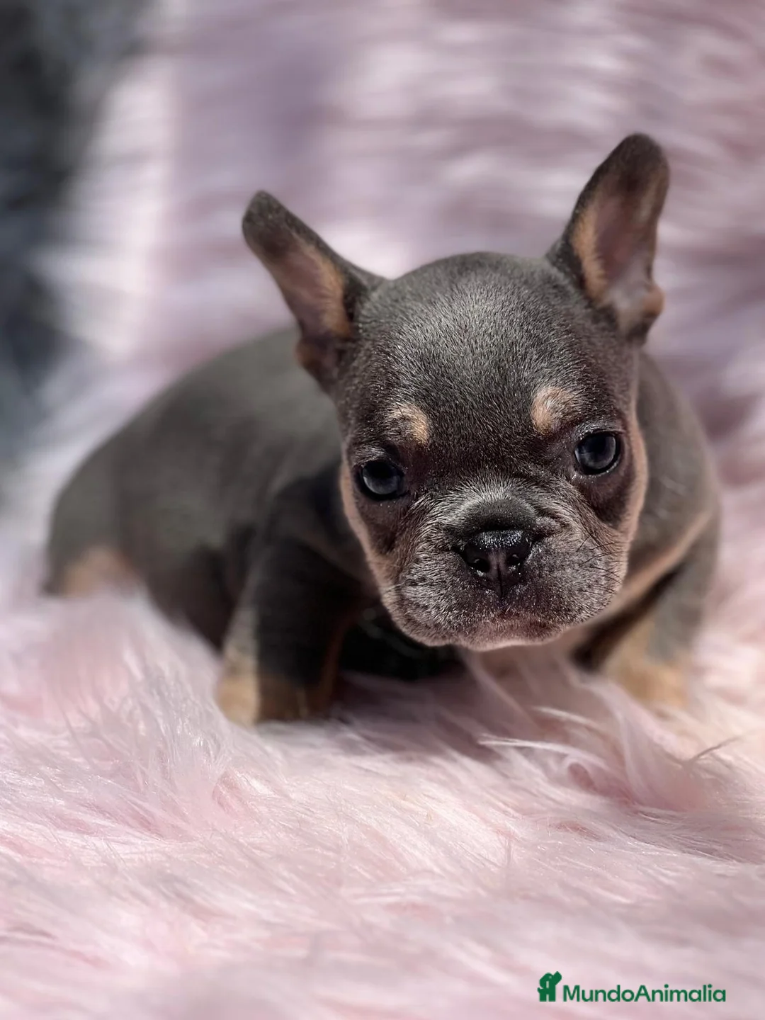 Bulldog Francés perros en venta: Bulldog francés blue and tan en Barcelona - Anuncio 4