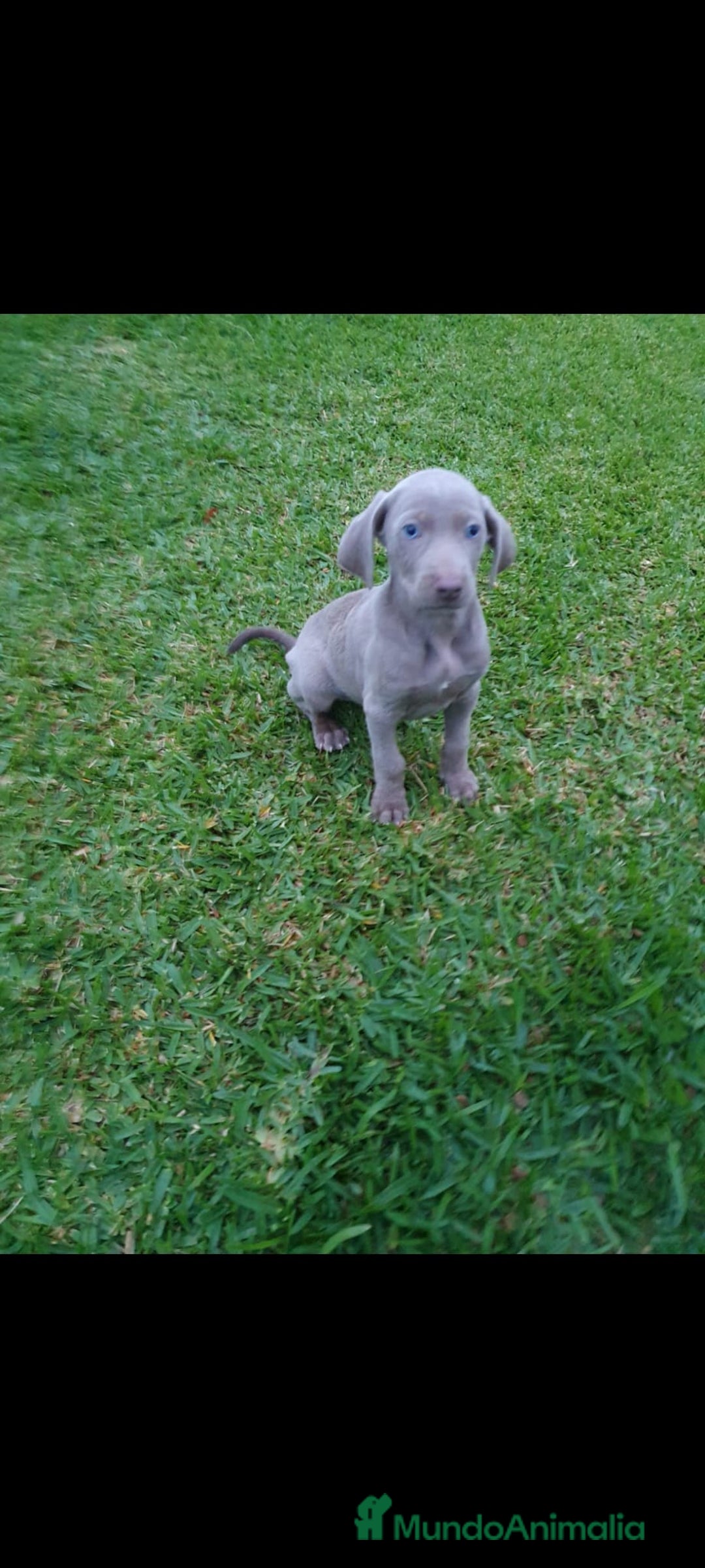 Weimaraner perros en venta: Braco de weimar  - Anuncio 4