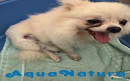 Pomerania perros en venta:  Pomerania Macho de Ranita AQUANATURA - Imagen 2
