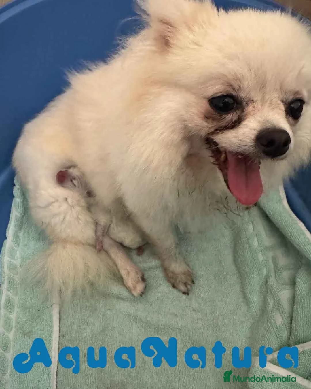 Pomerania perros en venta:  Pomerania Macho de Ranita AQUANATURA - Anuncio 2