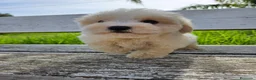 Bichón Maltés perros en venta: Bichon maltés precio real - Anuncio 11