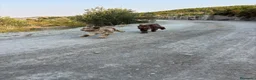 Perro de Agua Español perros en venta: PERRO DE AGUA ESPAÑOL - Anuncio 14