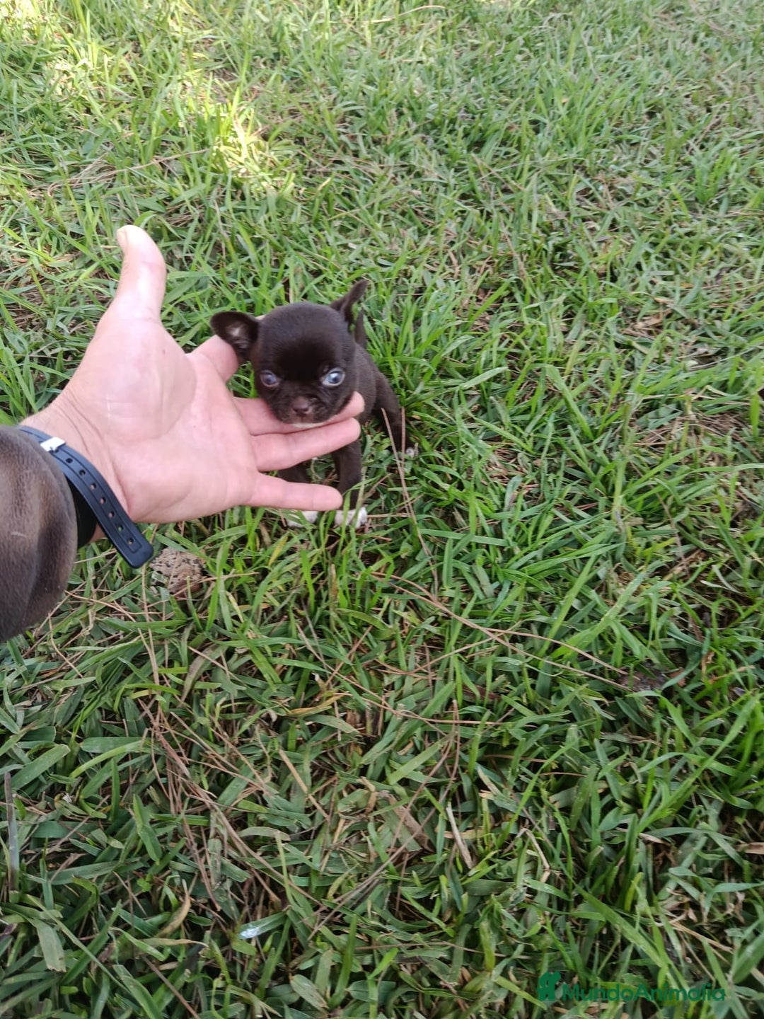 Chihuahua perros en venta: IMPRESIONANTE  CHIHUAHUA   LINEA  TOY   - Anuncio 9