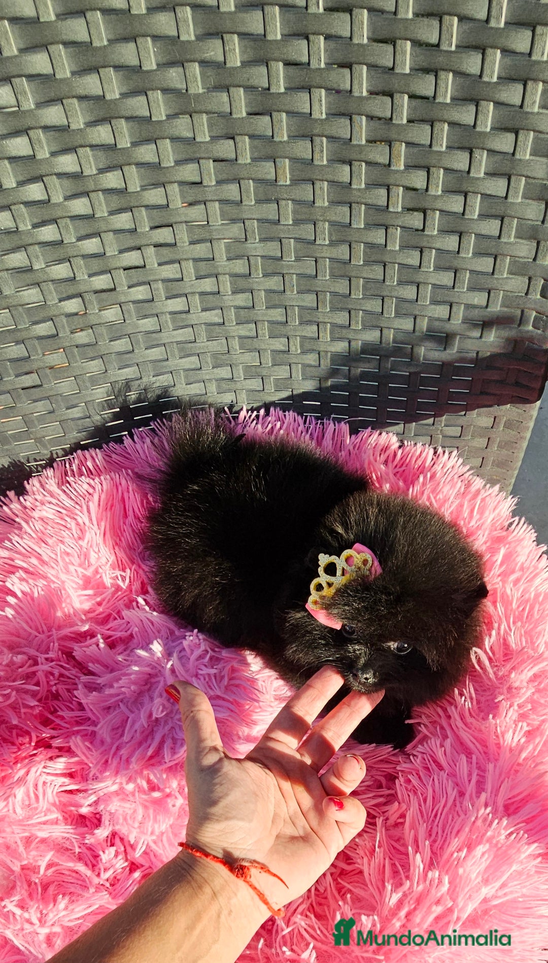 Pomerania perros en venta: Preciosa hembrita negra - Imagen 3